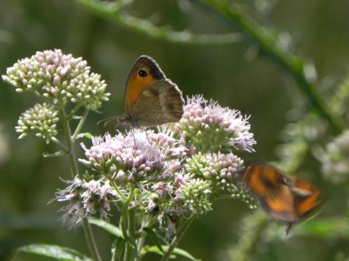 Réf. 244 220 : Pyronia tithonus
